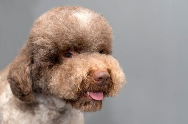 Лаготто-романьйоло