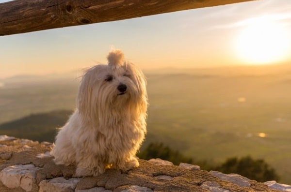 Мальтійська болонка