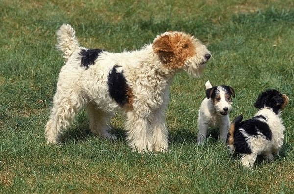 Жорсткошерстий фокстер'єр