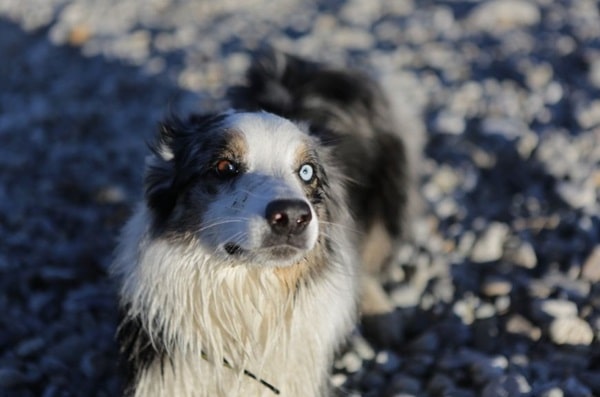 Що таке забарвлення мерль у собак?