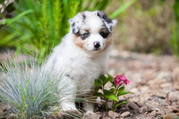 У яких порід собак допускається забарвлення мерль?