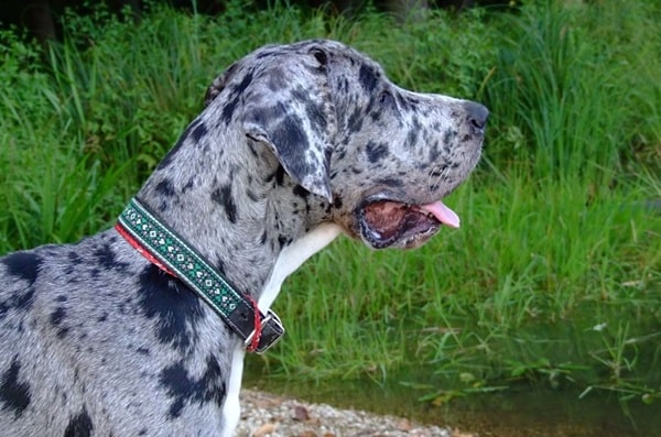 Забарвлення мерль у німецького дога