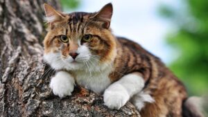 Чи може бути алергія на курильського бобтейла?