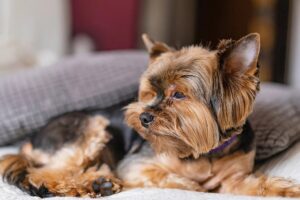 Все про алергію на йоркширських тер’єрів.