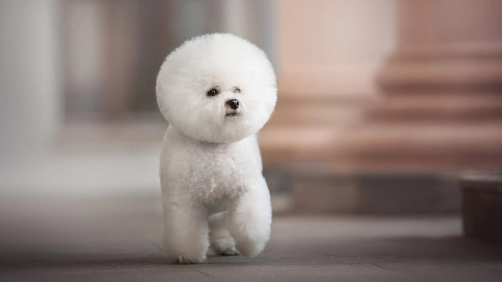 Алергія на бішон фризе — чи є ця порода гіпоалергенною чи ні?