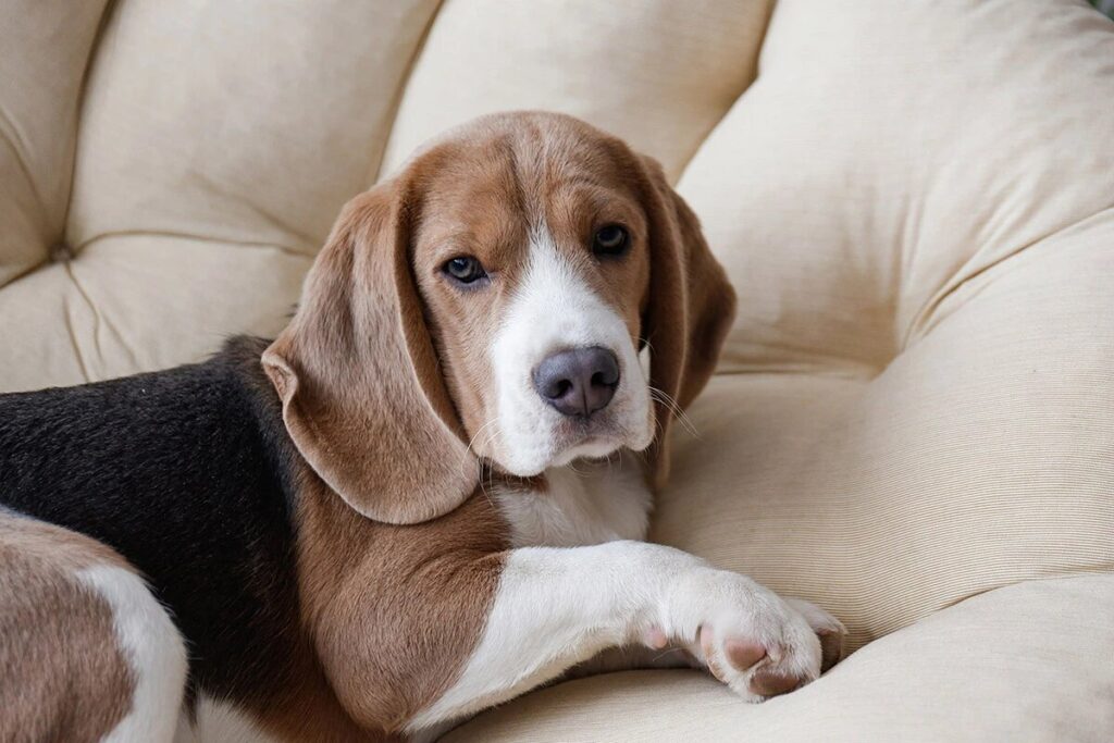 Бігль належить до гіпоалергенних порід чи ні?