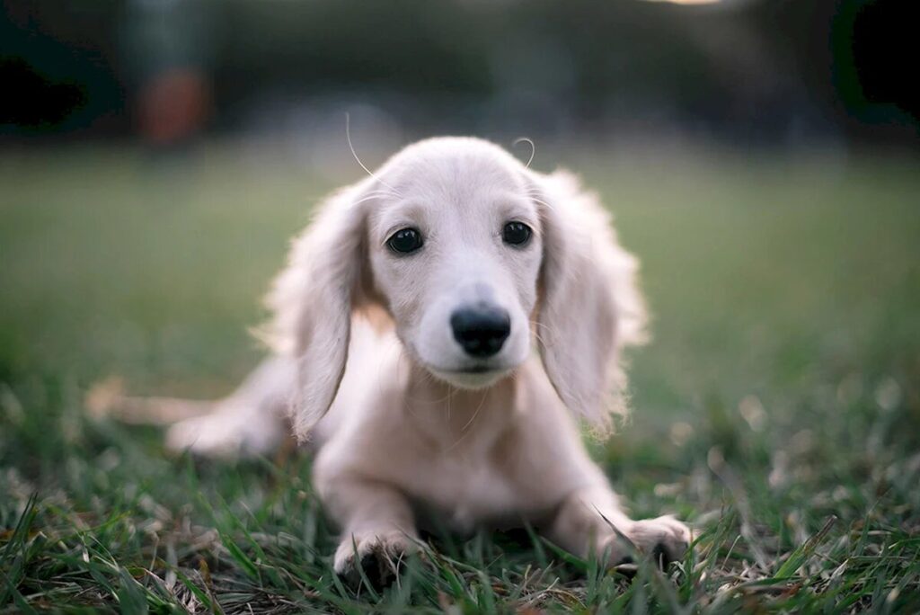 Біла такса — чи бувають альбіноси серед представників породи?