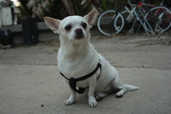 Біле забарвлення