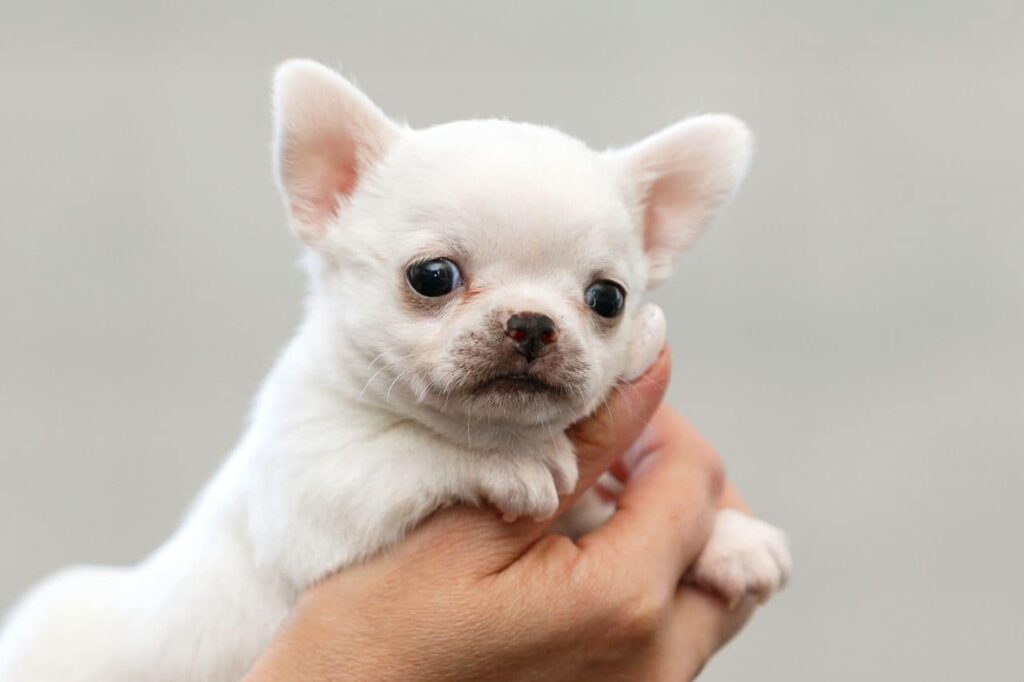 Білі чихуахуа — все про породу, фото забарвлення собак.