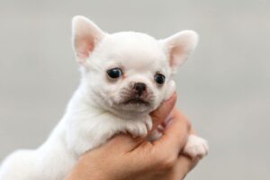 Білі чихуахуа — все про породу, фото забарвлення собак.