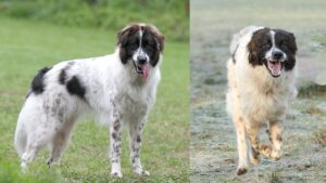 Болгарська вівчарка (Каракачанська): опис, фото, ціна.