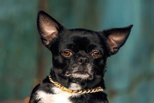 Чорне забарвлення чихуахуа