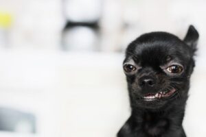 Чорні чихуахуа — все про породу, фото забарвлення.