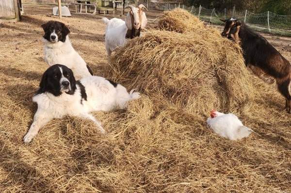 Дресирування