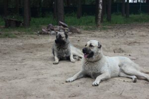 Гурдбасар (Азербайджанська вівчарка): фото, все про собаку.