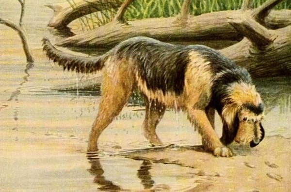 Історія походження оттерхаунда