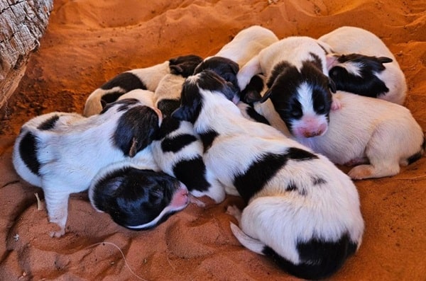 Народжуваність