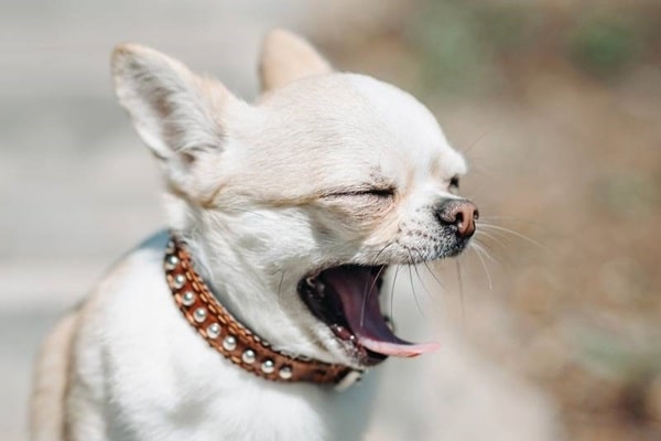 Основні факти про білих чихуахуа