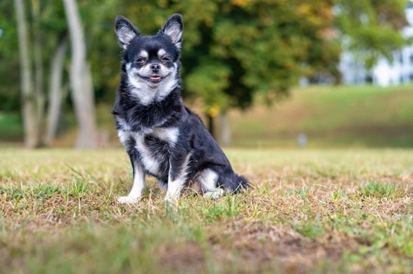 Основні факти про чорних чихуахуа