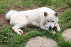 Пхунсан: що відомо про собаку? Опис, фото, вартість.