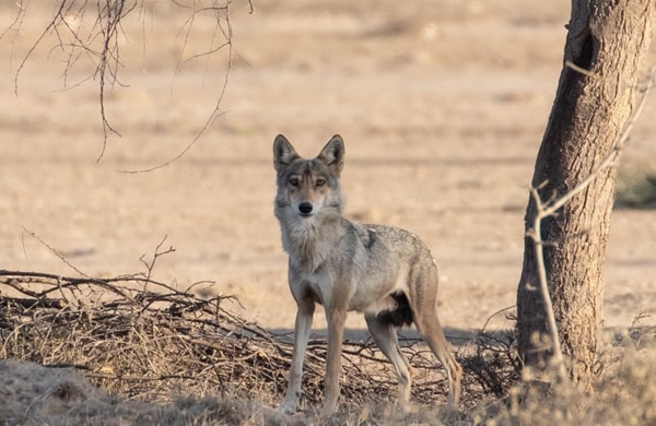 Східноазіатські вовки