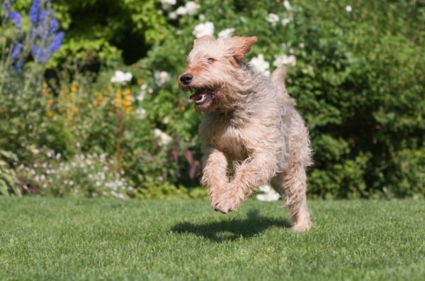 Темперамент