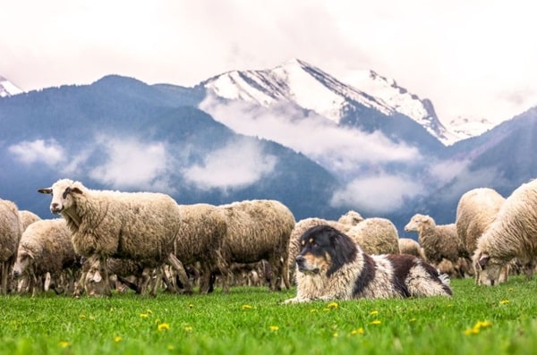 Використання