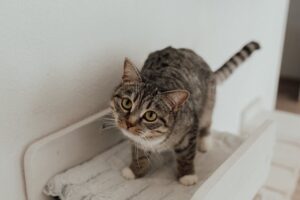 Як відучити кішку будити всіх рано вранці?