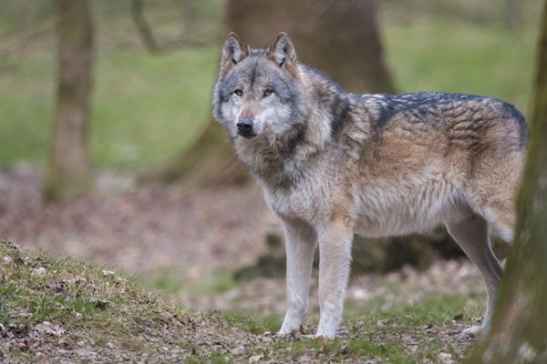 Європейські та близькосхідні вовки