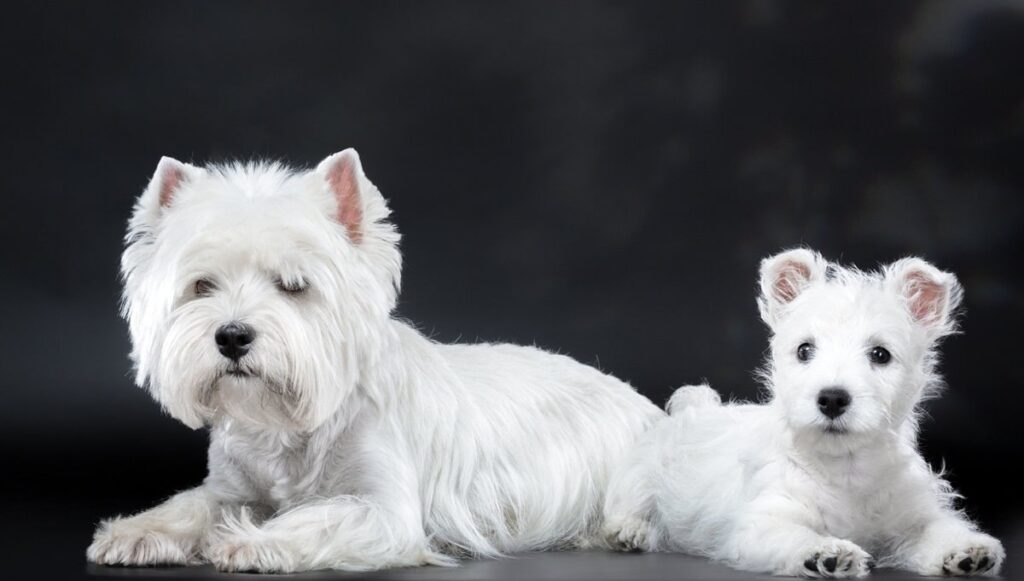 Білий йоркширський тер'єр, або йорк — фото забарвлення і опис собак.