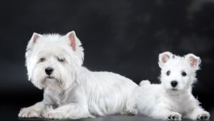 Білий йоркширський тер’єр, або йорк — фото забарвлення і опис собак.
