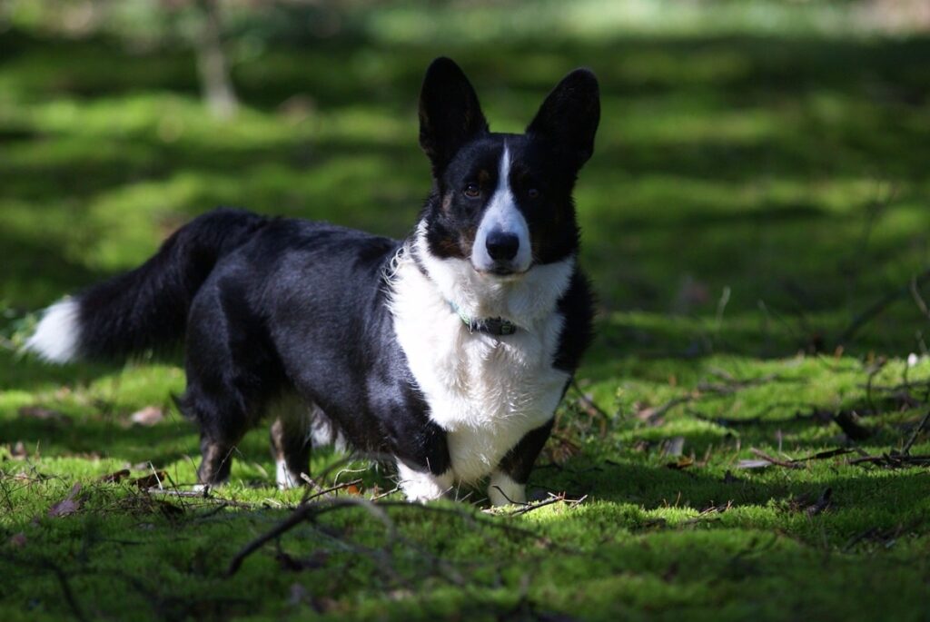 Чорні коргі — фото та опис.