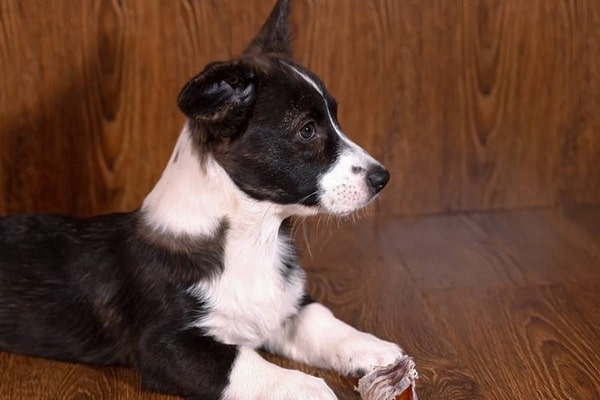 Характер породи та темперамент