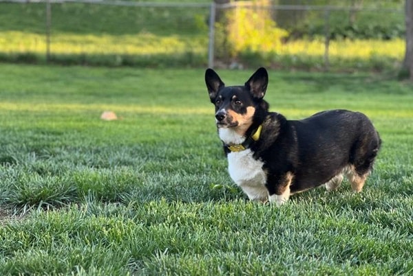 Опис зовнішності