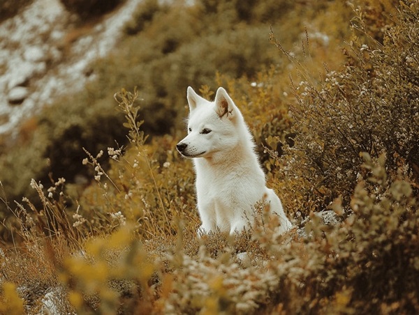 Походження та історія породи