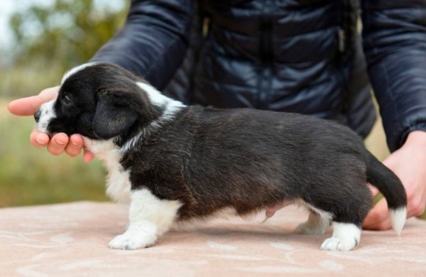 Що врахувати при виборі чорного цуценяти?
