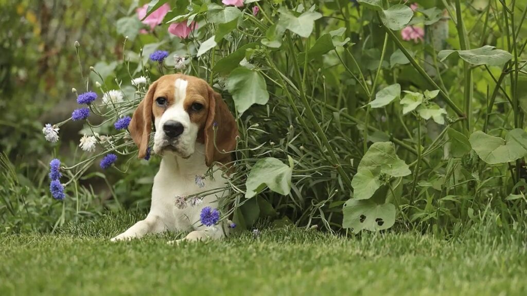 Слиновиділення у біглів: норма чи привід для занепокоєння?