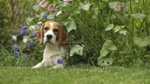 Слиновиділення у біглів: норма чи привід для занепокоєння?