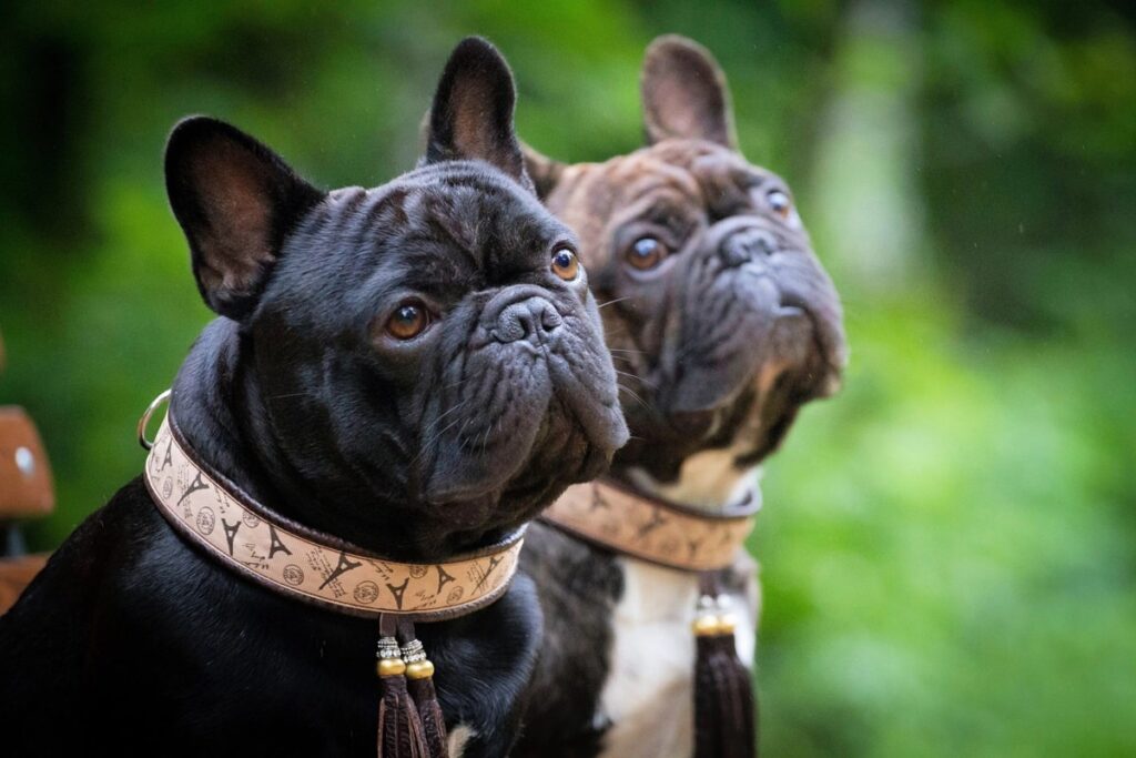 Усе про алергію на французького бульдога.