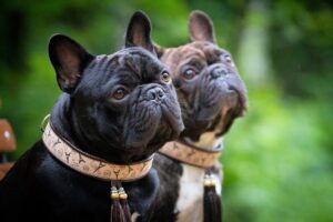 Усе про алергію на французького бульдога.