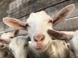 Як допомогти козі після важких пологів: 7 небезпечних ускладнень.
