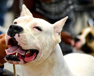 Гуль-Донг (Гуль-Донґ): все про породу, опис, фото собаки, ціна.