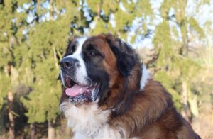 Вага московської сторожової — скільки має важити порода?