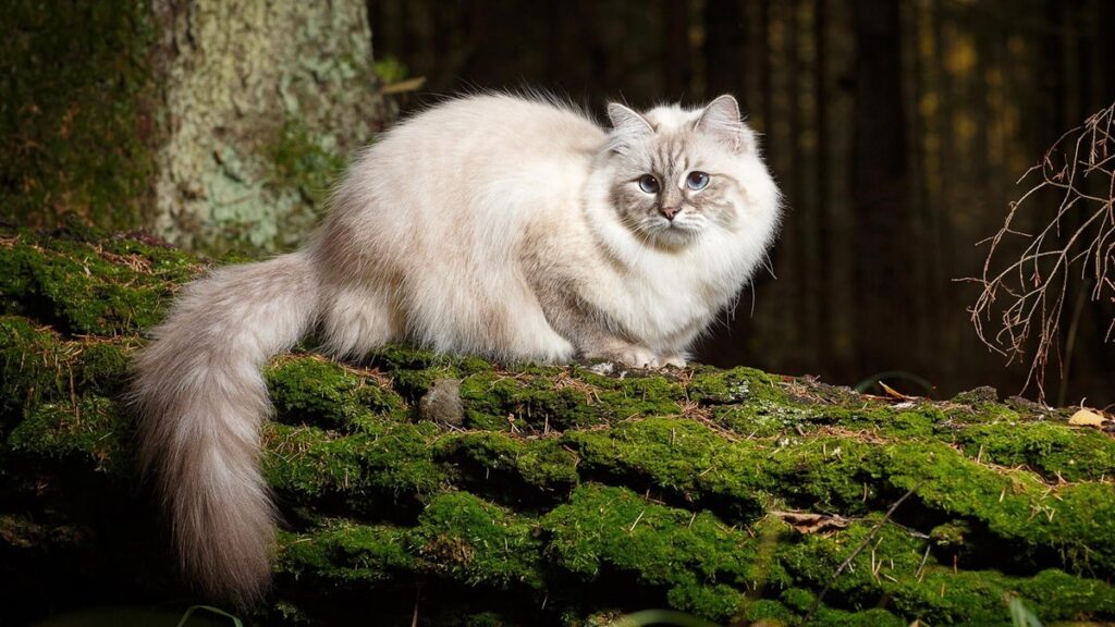 Вага невської маскарадної кішки — скільки важать хлопчики і дівчатка?