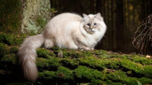 Вага невської маскарадної кішки — скільки важать хлопчики і дівчатка?