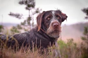Скільки живуть дратхаари в домашніх умовах — тривалість життя породи і як її продовжити.
