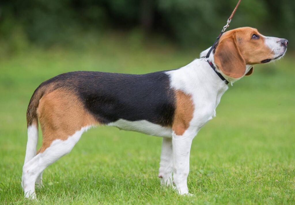Скільки живуть естонські гончаки в домашніх умовах — все про тривалість життя породи.