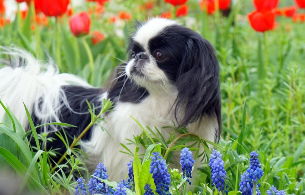 Скільки живуть японські хіни в домашніх умовах — тривалість життя породи і як її продовжити.