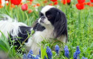 Скільки живуть японські хіни в домашніх умовах — тривалість життя породи і як її продовжити.