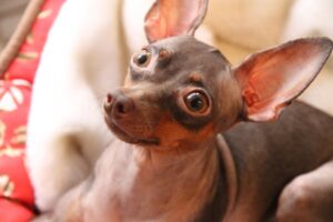 Скільки живуть празькі щурики в домашніх умовах — все про тривалість життя вихованців.